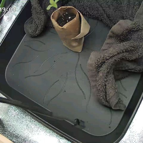 Watermelon growlog timeline photo