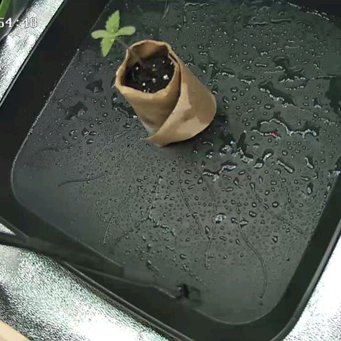 Watermelon growlog timeline photo