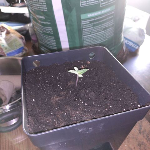 Watermelon growlog timeline photo