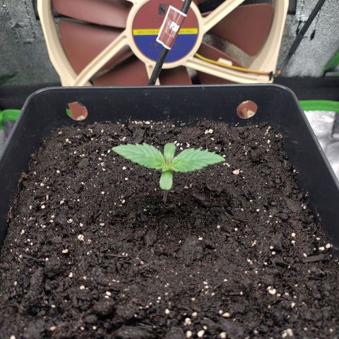 Watermelon growlog photo: DLI 