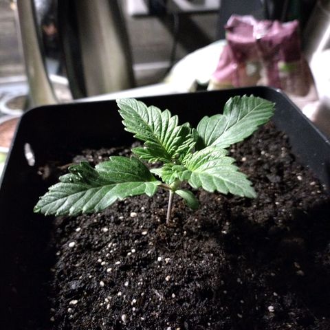 Watermelon growlog timeline photo