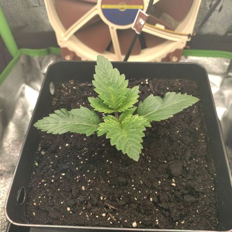 Watermelon growlog timeline photo