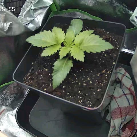 Watermelon growlog timeline photo