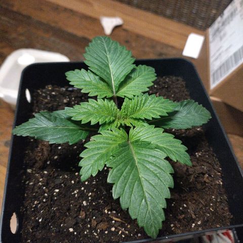 Watermelon growlog timeline photo