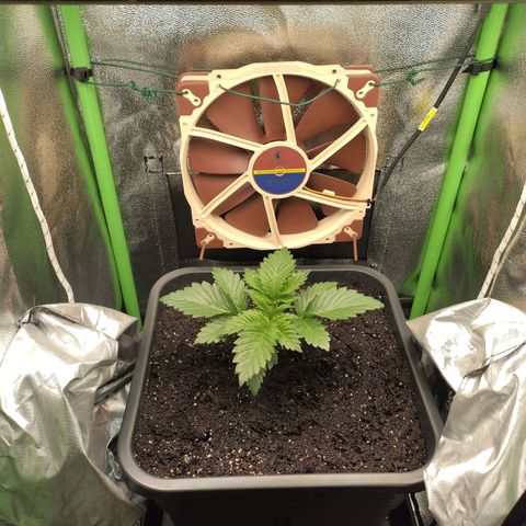 Watermelon growlog timeline photo