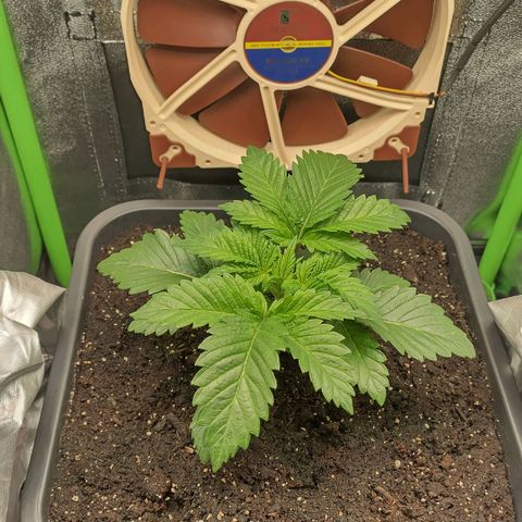 Watermelon growlog timeline photo
