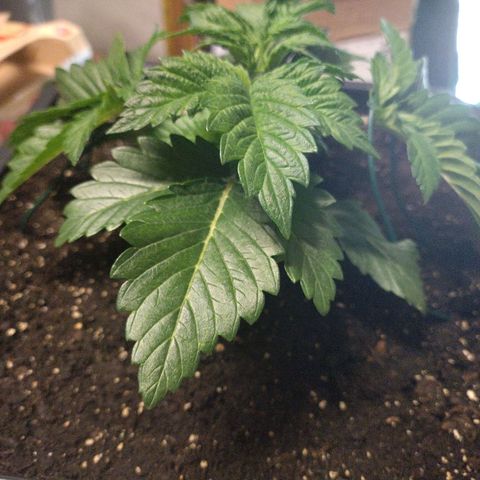 Watermelon growlog timeline photo