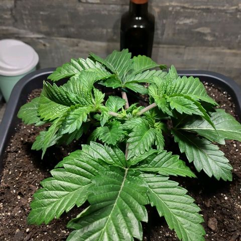 Watermelon growlog timeline photo
