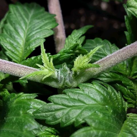 Watermelon growlog timeline photo