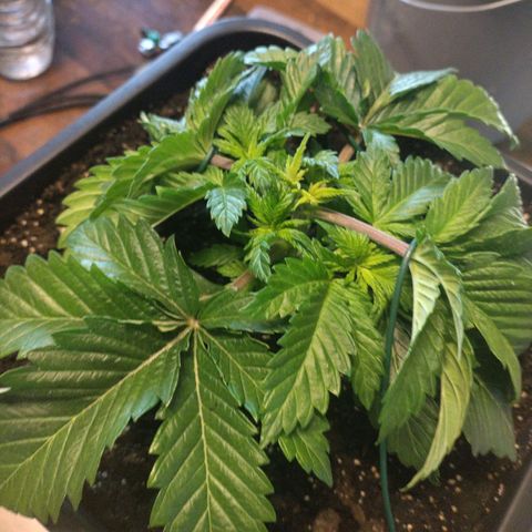 Watermelon growlog timeline photo