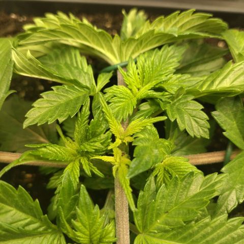 Watermelon growlog photo: Scheint das topping gut verkraftet zu haben