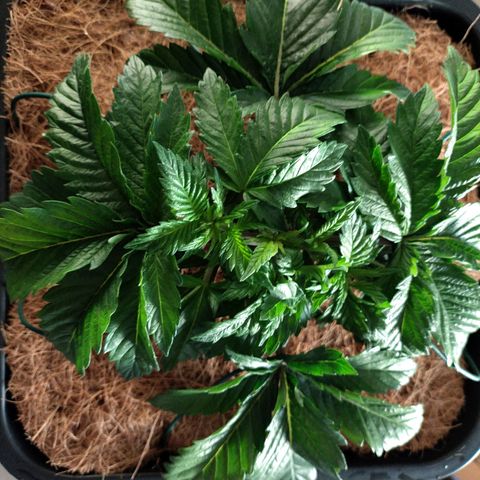 Watermelon growlog timeline photo