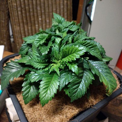 Watermelon growlog timeline photo