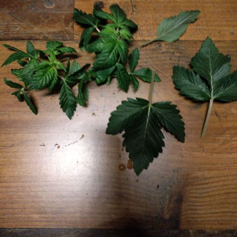 Watermelon growlog timeline photo