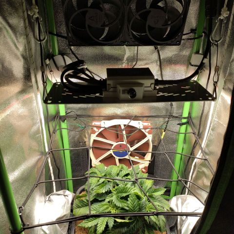 Watermelon growlog timeline photo