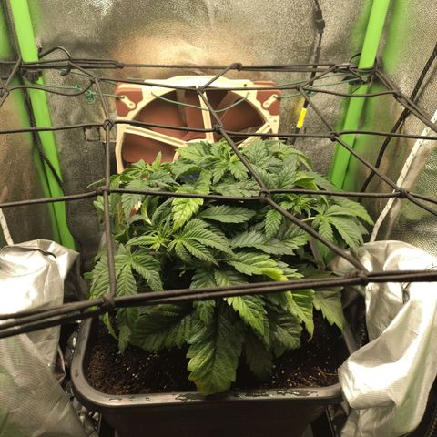 Watermelon growlog timeline photo