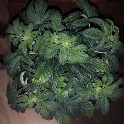 Watermelon growlog timeline photo