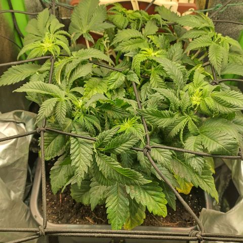 Watermelon growlog timeline photo
