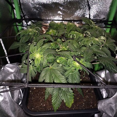 Watermelon growlog timeline photo