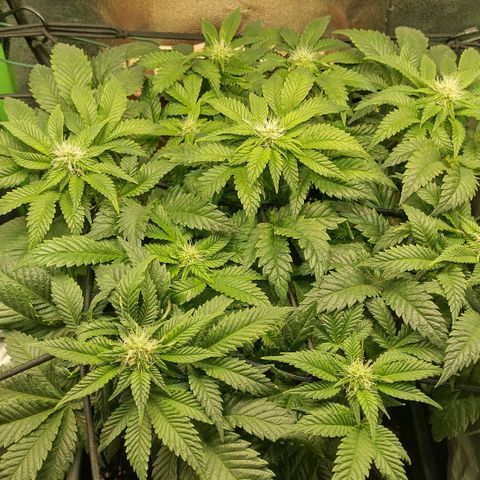 Watermelon growlog timeline photo