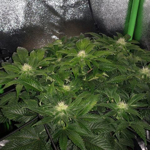 Watermelon growlog timeline photo
