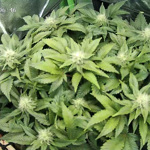 Watermelon growlog timeline photo