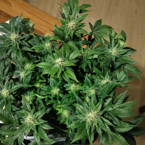 Watermelon growlog timeline photo