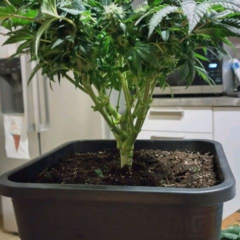 Watermelon growlog timeline photo