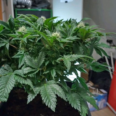Watermelon growlog timeline photo