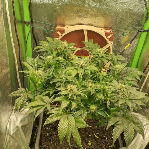Watermelon growlog timeline photo