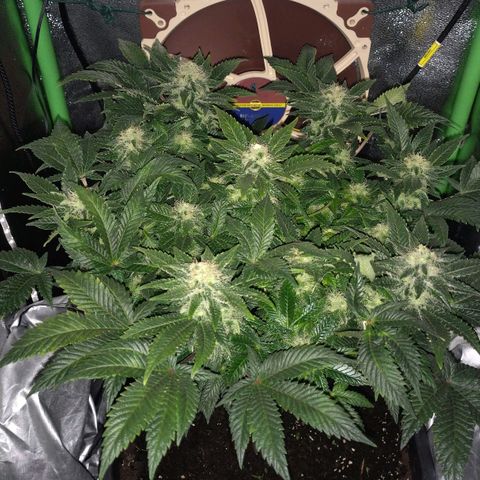 Watermelon growlog timeline photo