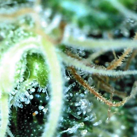 Watermelon growlog timeline photo