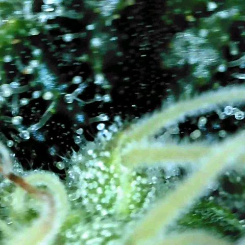 Watermelon growlog timeline photo