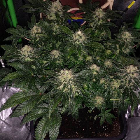 Watermelon growlog timeline photo