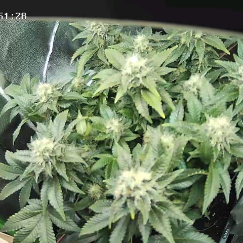 Watermelon growlog timeline photo