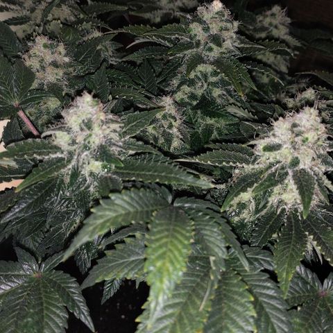 Watermelon growlog timeline photo