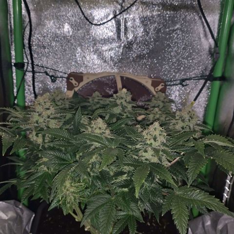 Watermelon growlog timeline photo
