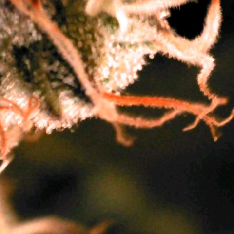 Watermelon growlog timeline photo