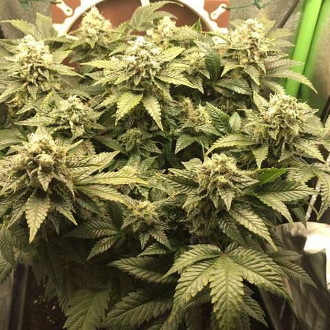Watermelon growlog timeline photo