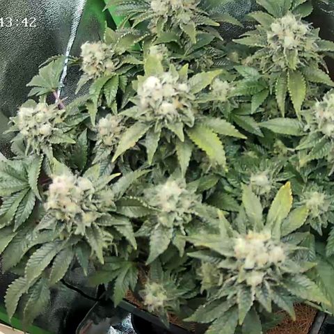 Watermelon growlog timeline photo
