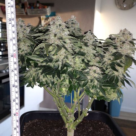 Watermelon growlog timeline photo