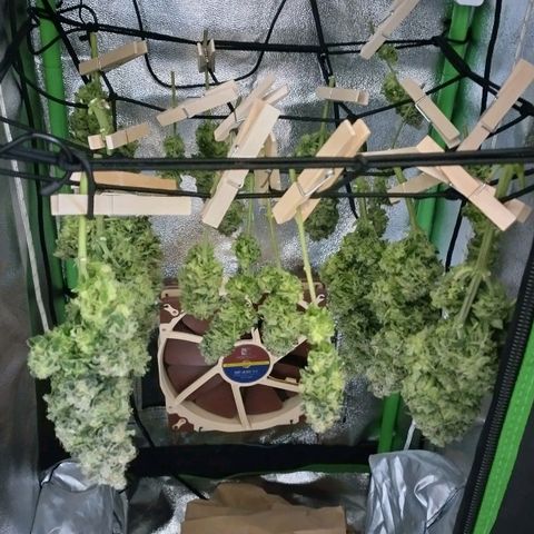 Watermelon growlog timeline photo