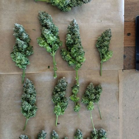 Watermelon growlog timeline photo