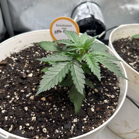 apple fritter auto growlog timeline photo
