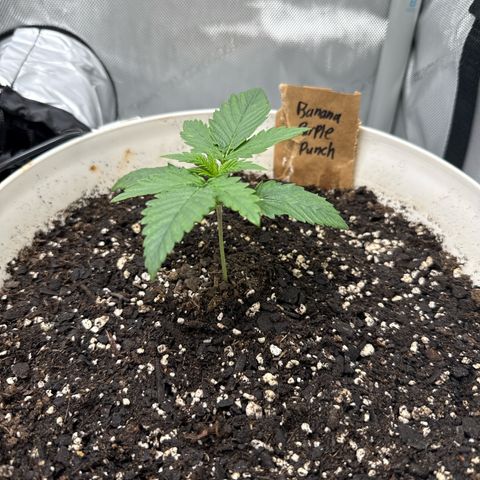 Banana Purple Punch Auto growlog timeline photo