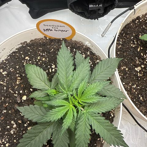 apple fritter auto growlog timeline photo