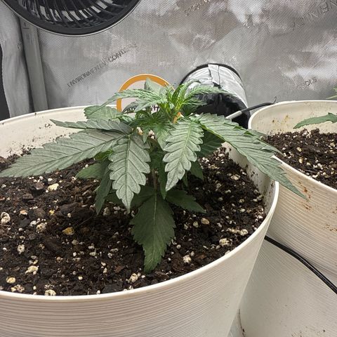 apple fritter auto growlog timeline photo
