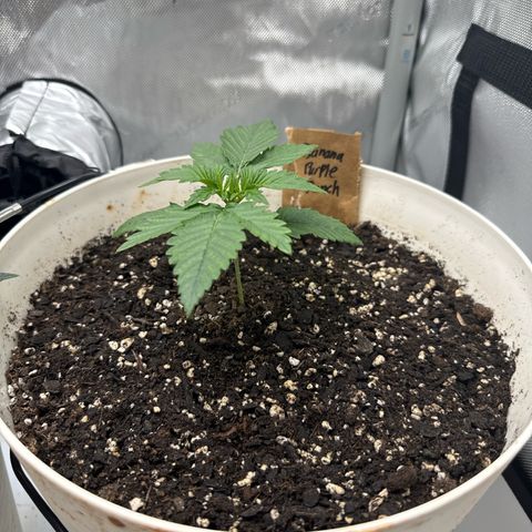 Banana Purple Punch Auto growlog timeline photo