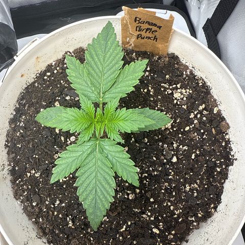 Banana Purple Punch Auto growlog timeline photo