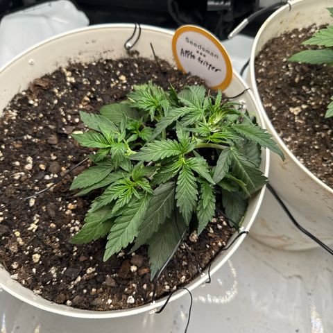 apple fritter auto growlog timeline photo